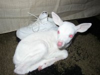 albinodeer004.jpg