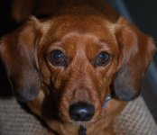 mollyface(4).JPG