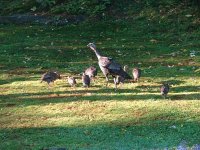 turkeys1.jpg