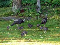 turkeys2.jpg
