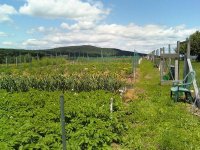 garden1.JPG