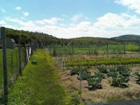 garden2.JPG