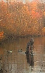 duck 1.jpg