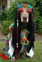hippie_dog.jpg