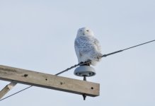 DSC_2704a.jpg
