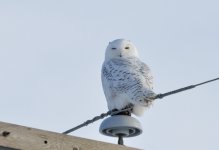DSC_2708a.jpg