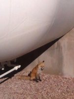 fox 2.jpg
