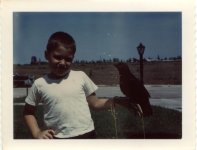 crow3.jpg