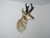 Taxidermy 003.jpg