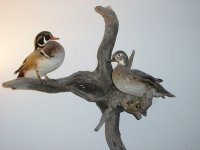 Wood Ducks rs.jpg
