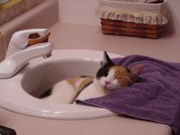 Peeps in the sink.jpg