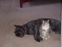 Dorrie and Squeaky 2007.jpg
