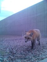 Fox 1.jpg