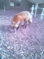 Fox 2.jpg