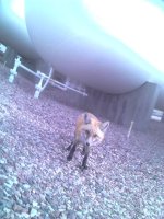 fox 3.jpg