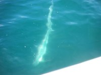 Shark Torn. 09 014.jpg
