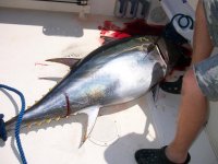 tuna marty harry two 013.jpg