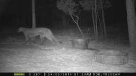 Cougar 2.jpg