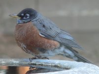 NewRobinM01.jpg