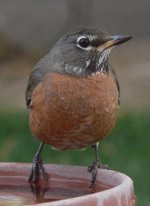 NewRobinF01.jpg