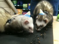 STOAT PARTYII.JPG