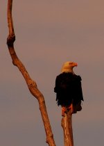 DSC_0221.jpg
