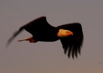 DSC_0225.jpg