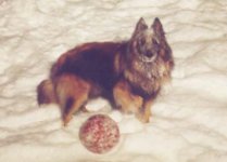 ThorInSnow#1.JPG