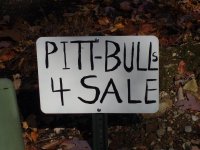 Pittbulls 4 sale closeup.jpg