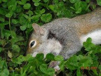 tree rat 100yds 002.jpg