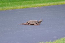 DSC_0996.JPG