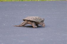DSC_1001.JPG