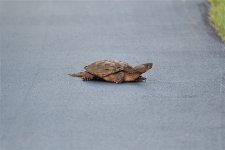 DSC_1025.JPG