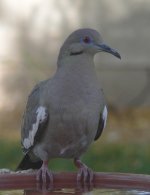 WWDove01.jpg