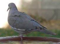 WWDove02.jpg