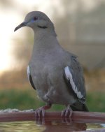 WWDove03.jpg