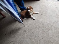 Dog 005.JPG