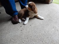Dog 006.JPG