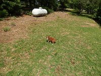 Charley 017.JPG