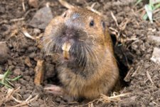 pocket-gopher-photo.jpg