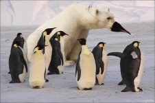 penguin3.jpg