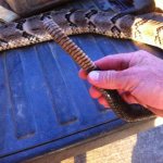 Big Snake For ReAL2.jpg