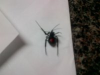 Black Widow (2).jpg