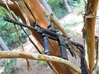 AR-15 Up A Tree 1.jpg