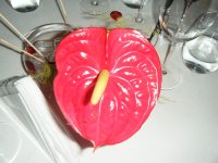 DSCF2590.JPG