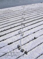 otter-tracks-on-the-dock.jpg