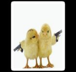chicks&guns.jpg