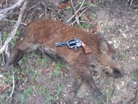 Hog.jpg