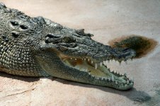 saltwater croc.jpg