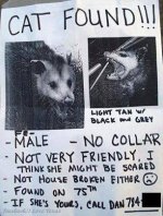 Cat found.jpg